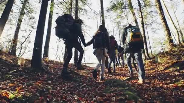 Neşeli turistler ceket giymek ve sırt çantaları ormanın içinde yürümek var. — Stok video