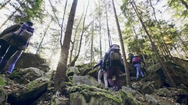 Gruppo di persone escursioni nella foresta montana — Video Stock