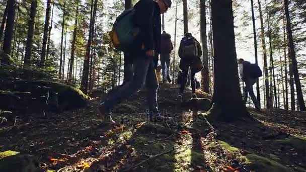 Gruppo di persone a piedi attraverso la foresta — Video Stock