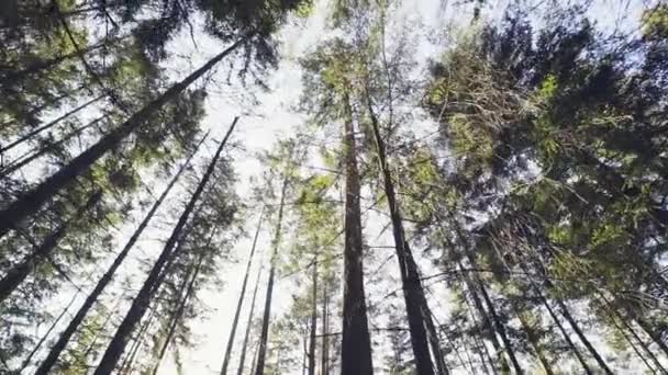 Heldere bomen in bossen onder de blauwe hemel — Stockvideo