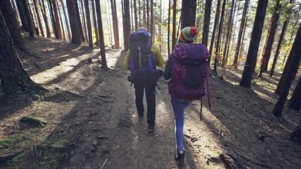 Backpackers promenader i skogen — Stockvideo