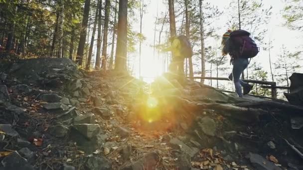 Grupo de mochileros haciendo senderismo en el bosque de montaña — Vídeos de Stock