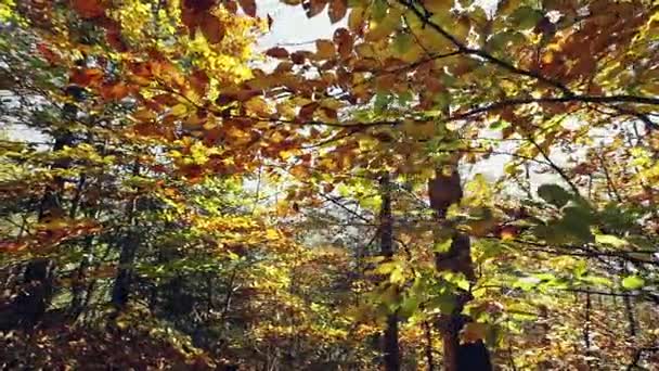 Hojas de otoño al sol en el bosque — Vídeo de stock