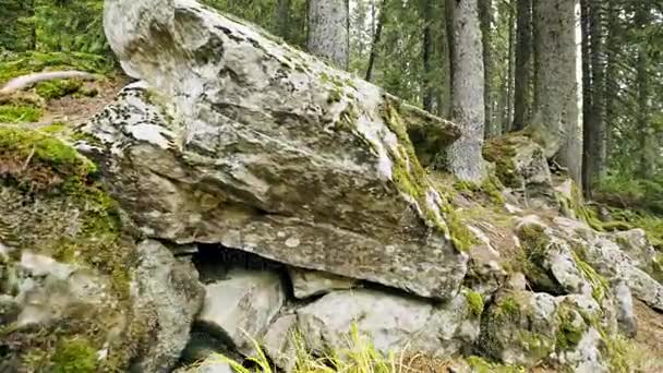 Escaleras de piedra entre el bosque verde — Vídeo de stock