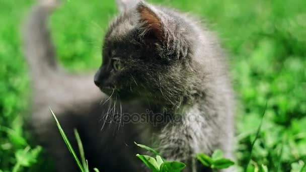 Nyfiken liten kattunge i gräs — Stockvideo