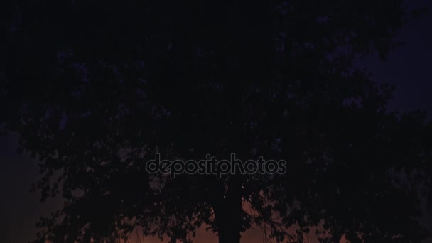 Hořící ohně v poli v noci a silueta stromu — Stock video