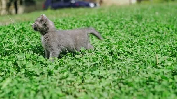 Un pequeño gato gris lindo busca mamá en la hierba verde — Vídeos de Stock