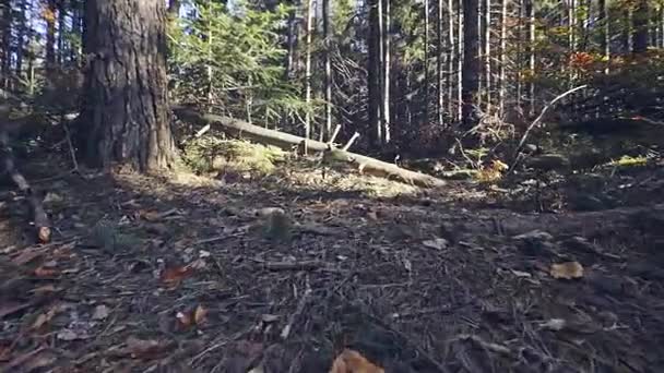 Vista POV è un sentiero terribile nella foresta di conifere — Video Stock