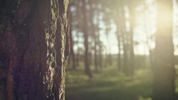 Яркое солнце в лесу — стоковое видео