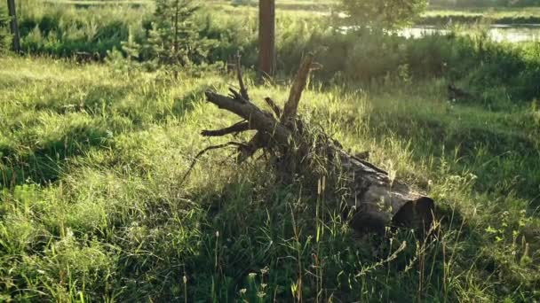 Trozo de árbol en hierba verde — Vídeos de Stock