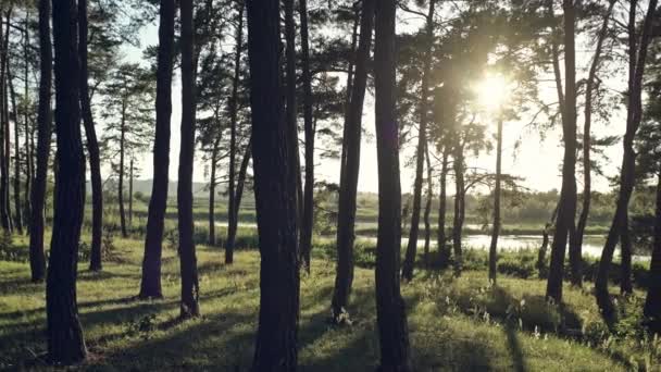 Morgon vid en skogssjö och vackra varma färger — Stockvideo