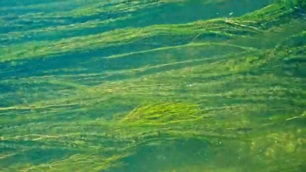 Green algae background moving long in a fast mountain river. — Stock Video
