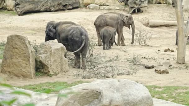 Een baby Afrikaanse olifanten kalf na haar moeder — Stockvideo