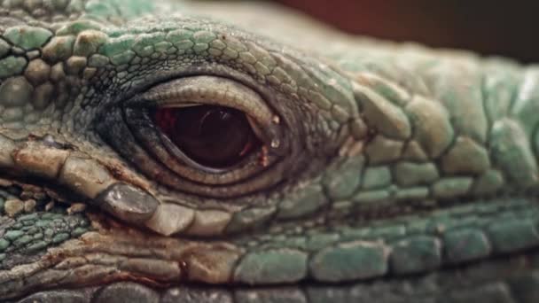 A closeup of the eye of a cuban rock iguana — Stock Video