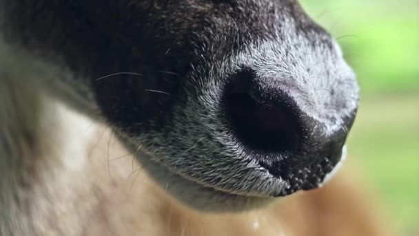 Sitatunga - nariz de perto — Vídeo de Stock