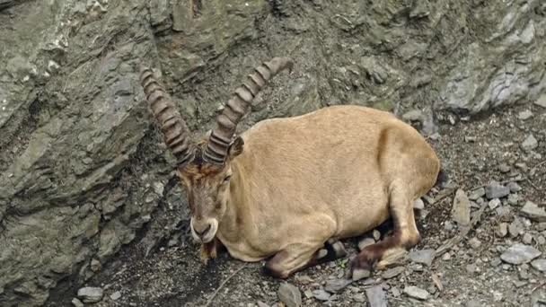 Capra sibirica con cuernos — Vídeos de Stock