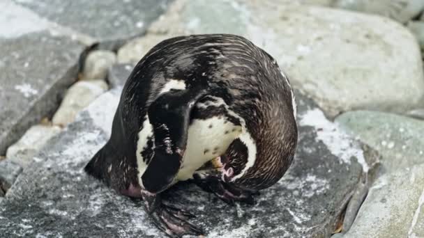 Humboldt penguin Spheniscus humboldti , also known as the Chilean penguin. Wild life animal. — Stock Video