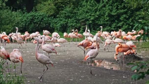 Närbild på karibiska flamingos Phoenicopterus ruber, selektivt fokus. — Stockvideo