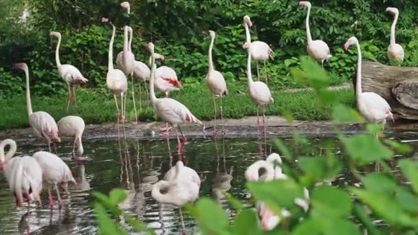 Stor grupp av chilenska Flamingos Phoenicopterus chilensis — Stockvideo