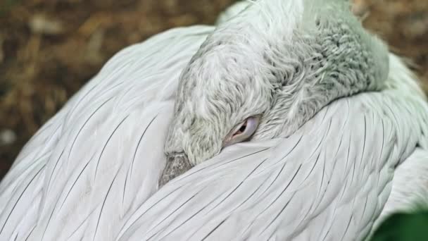 Närbild på ögat av en dalmatiner pelican. Pelecanus crispus — Stockvideo