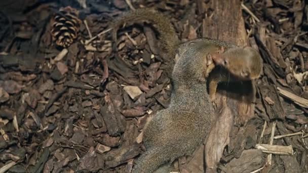 Drawf mongoose, Helogale parvula, Dois mamíferos no chão, Tanzânia — Vídeo de Stock