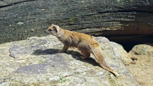 Żółty Mongoose, siedząc na driftwood - Cynictis penicillata — Wideo stockowe