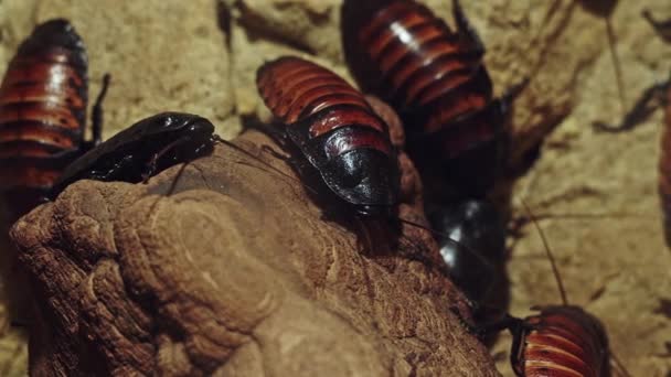 Kolonie von Madagaskar fauchenden Kakerlaken gromphadorhina portentosa — Stockvideo