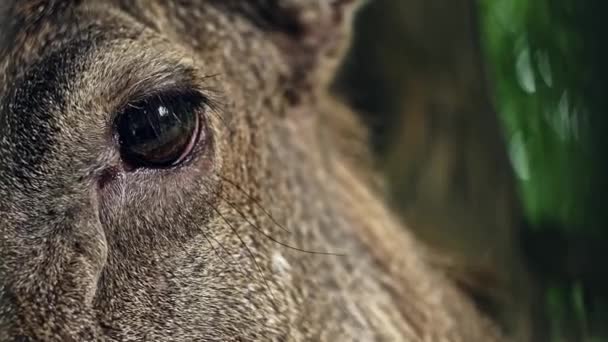 Calfs eye close-up. Beautiful eye of the larvae on the summer day. — Stock Video