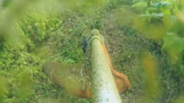 Plan rapproché de la tête de tondeuse à essence avec ligne en nylon coupe herbe verte fraîche en petits morceaux — Video