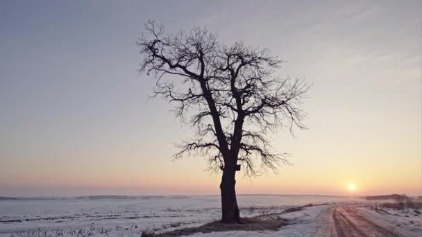 Paysage hivernal avec un seul arbre sans feuilles — Video