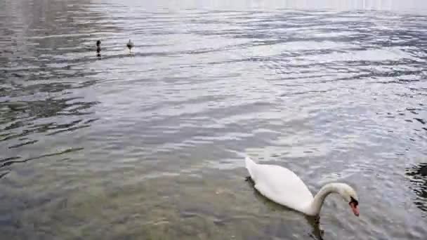Liggande sjön Swan, anka fågel Hallstatt i Österrike vinter säsongen snö berg. Vilda djur, natur, miljö koncept — Stockvideo