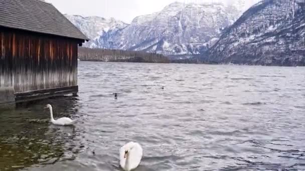 Vy över sjön Hallstätter med snö täckta österrikiska Alperna i bakgrunden och två svanar i sjön i förgrunden vidtas på solig vinterdag — Stockvideo