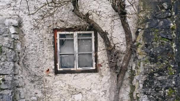 La fenêtre d'une vieille maison près de laquelle pousse sécher l'arbre. Rideaux anciens sur la fenêtre . — Video