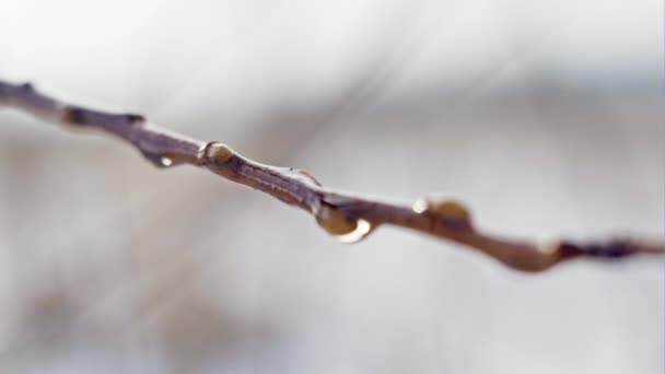 Frozen bud on a branch in winter — Stock Video