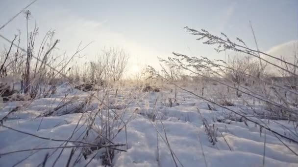 Fundo de inverno, flocos de neve grama seca — Vídeo de Stock