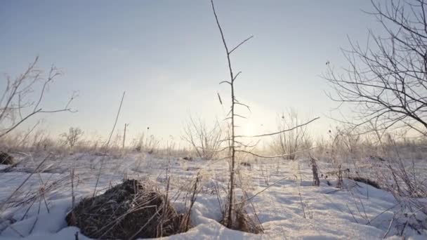Trockenes Gras, vom Schnee bedeckt, von der Sonne beschienen. Winter — Stockvideo