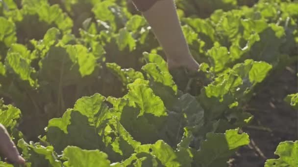 Granjero sonriente comprobando el estado de la ensalada en el campo en su plantación en el día soleado . — Vídeos de Stock