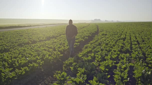 Фермер ходить між салатними культурами на своїй фермі в сонячний день — стокове відео