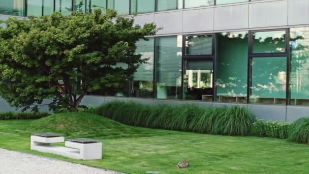営業所。現代のビジネス オフィスの窓の下の芝生の上のうさぎ. — ストック動画