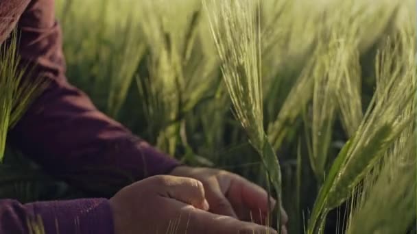 Boldog mezőgazdasági ellenőrző gabona területen — Stock videók