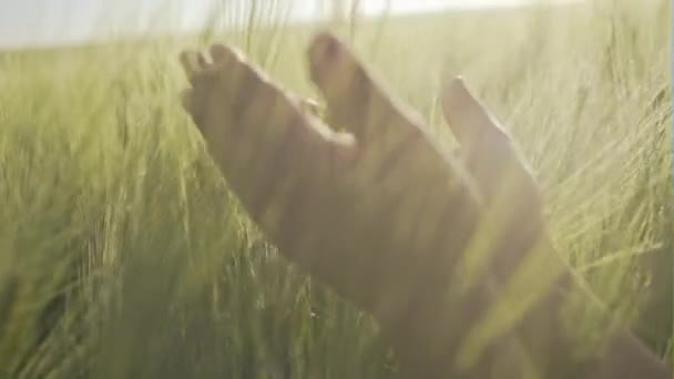 Feliz agricultor revisando las hojas de cereales en el campo — Vídeos de Stock