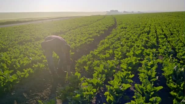 A fiatal mezőgazdasági termelő ellenőrzi a termény fiatal cukorrépából a háttérben a reggeli napfelkeltét — Stock videók