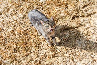 Buğday tarlasında miyavlayan kedi.
