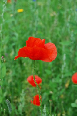 Kırsal bir arazide, bir yaz gününde güzel gelincik çiçekleri. Doğa ve bahçe fotoğrafçılığı.