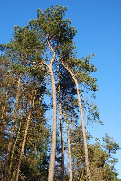 Güneşli Bir Günde Mavi Gökyüzü Olan Çam Çam Ağaçları Ormanda — Stok fotoğraf