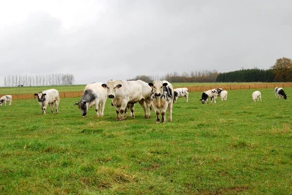 Vaches Dans Pâturage Champêtre Animaux Photographie Rurale Agricole — Photo