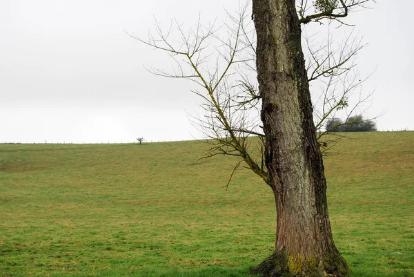 Dans Champ Campagne Prairie Nature Herbe Verte Par Une Journée — Photo