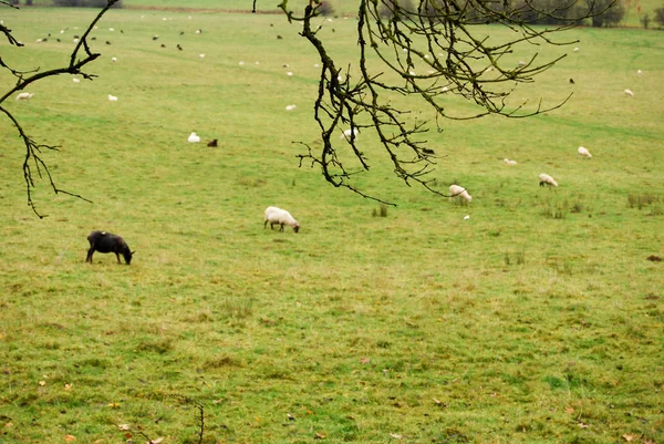 Sheeps in a pasture / meadow eating grass. With branches of a tree in front. On fall season, countryside nature and wild photography.