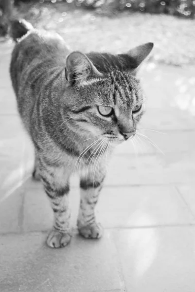 Beau Chat Debout Sur Sol Extérieur Été Photographie Noir Blanc — Photo