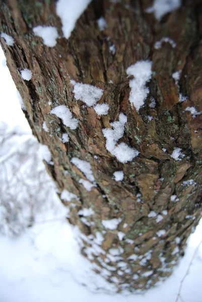 Закрыть Ствол Дерева Снегом Белая Природа Холодный День — стоковое фото